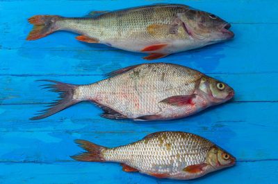 tallas minimas pesca